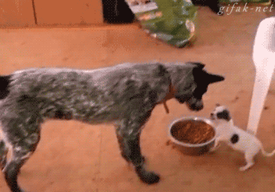 fU19OSn.gif