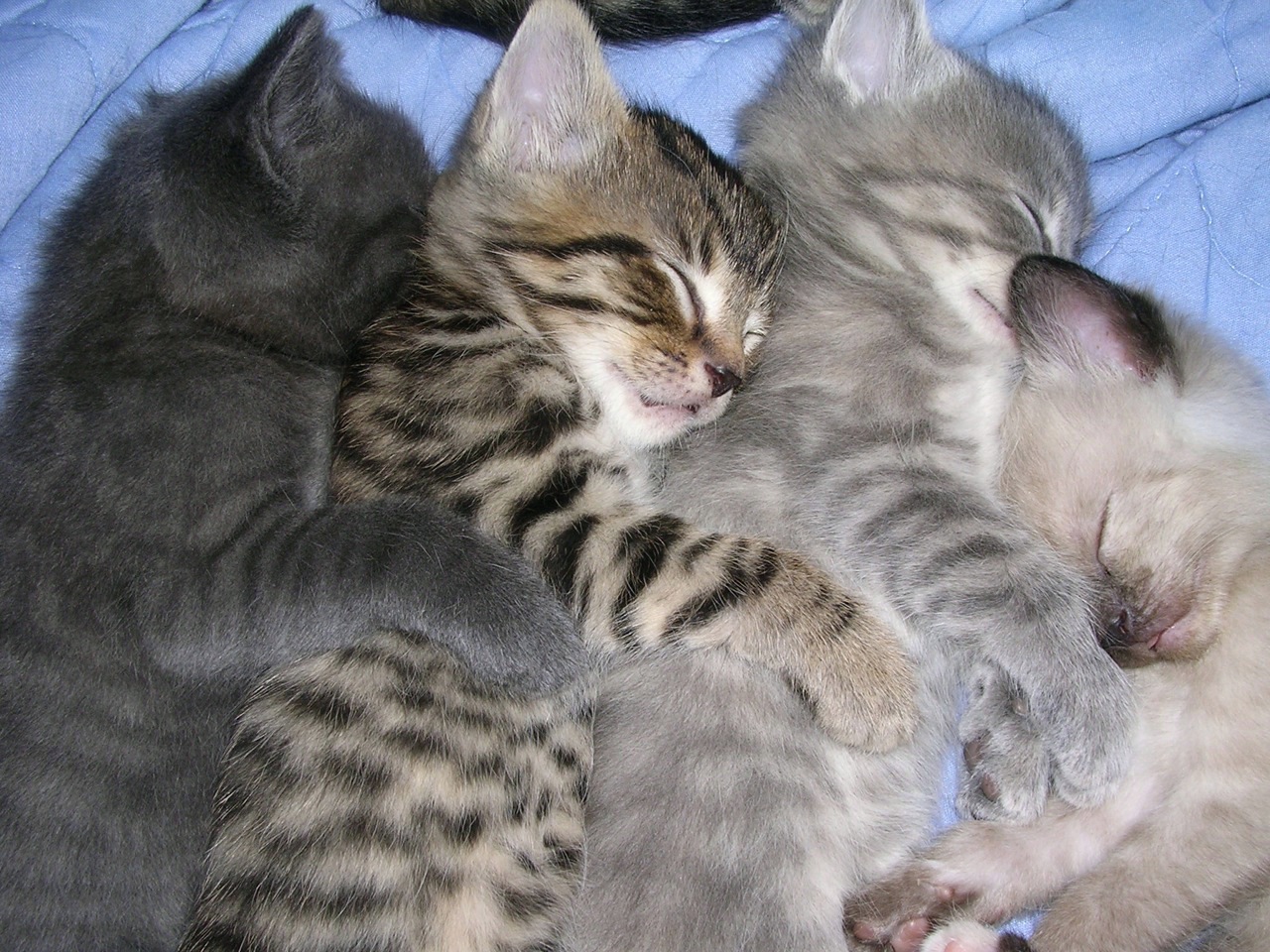 Four_sleeping_kittens.jpg