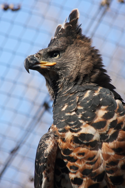 African_Crowned_Eagle_1.JPG