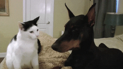 d720fdf28082f71d92c525f6fec7b4d8.gif