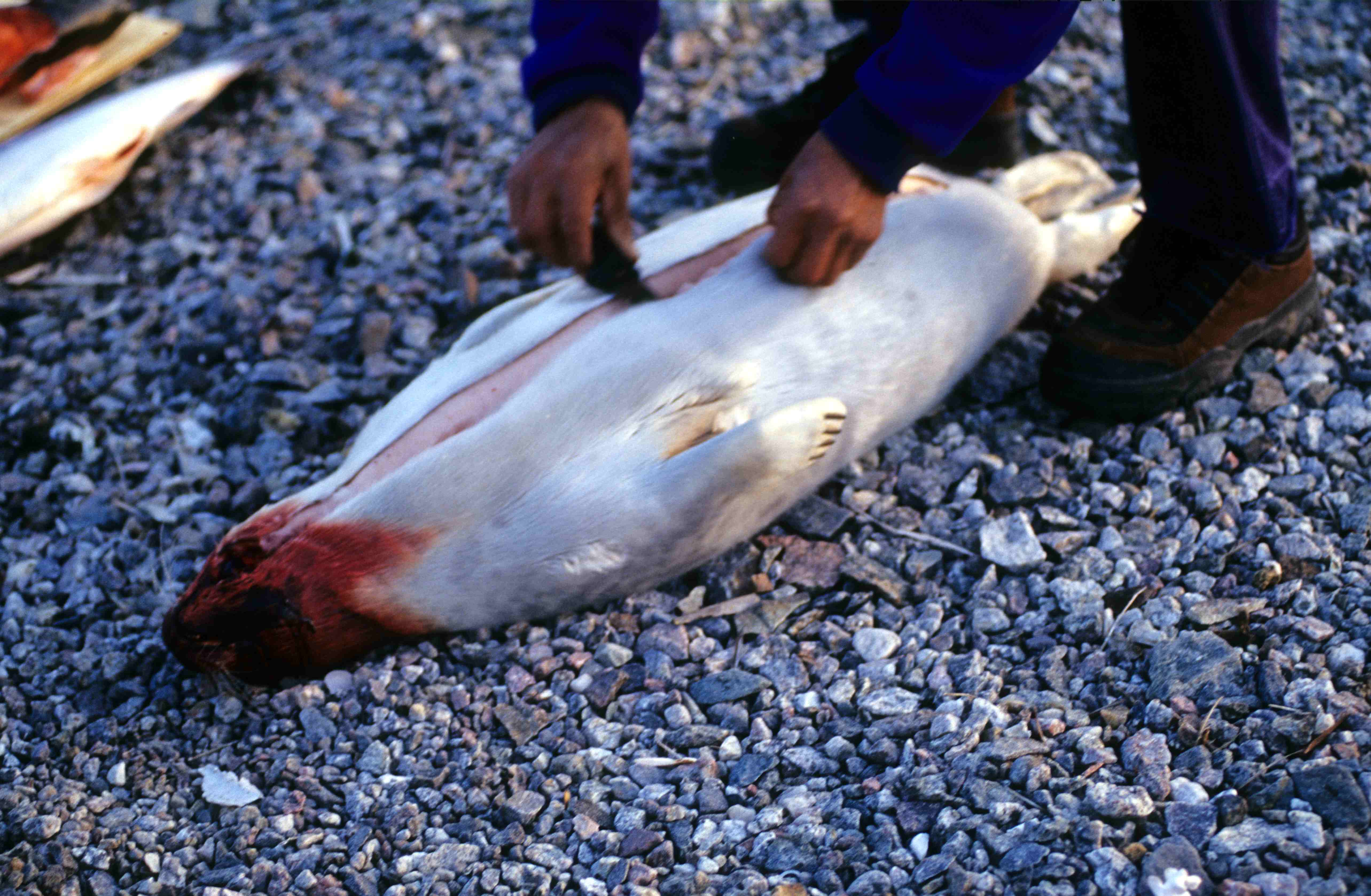 Ringed_seal_1_2000-08-13.jpg