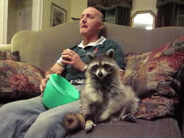 chillin-with-my-raccoon