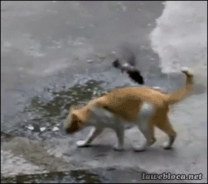 giphy.gif