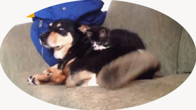 kitten-whomped-by-dogs-tail
