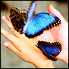 Butterflies.jpg