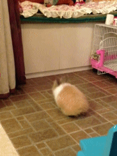 I9HfCk5.gif