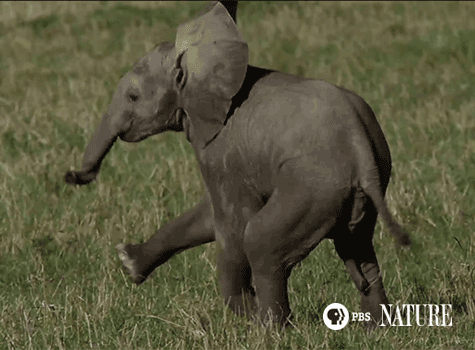 SoulElephant-6.gif