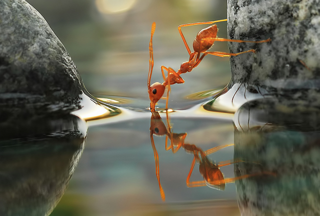 beautiful-macro-photography-snaps.jpg