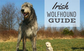 irish-wolfhound-jpg.jpg