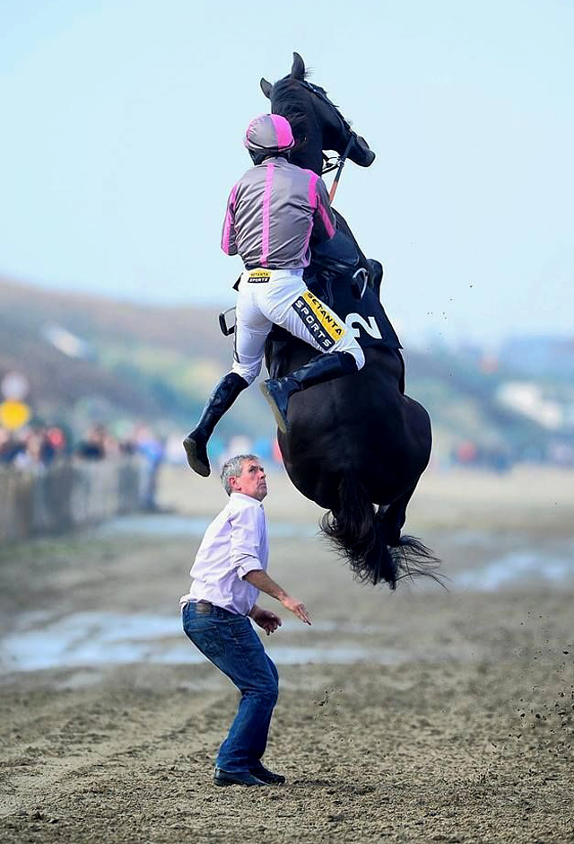 horse-vert-jumping.jpg