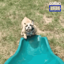 climbing-up-attempting.gif