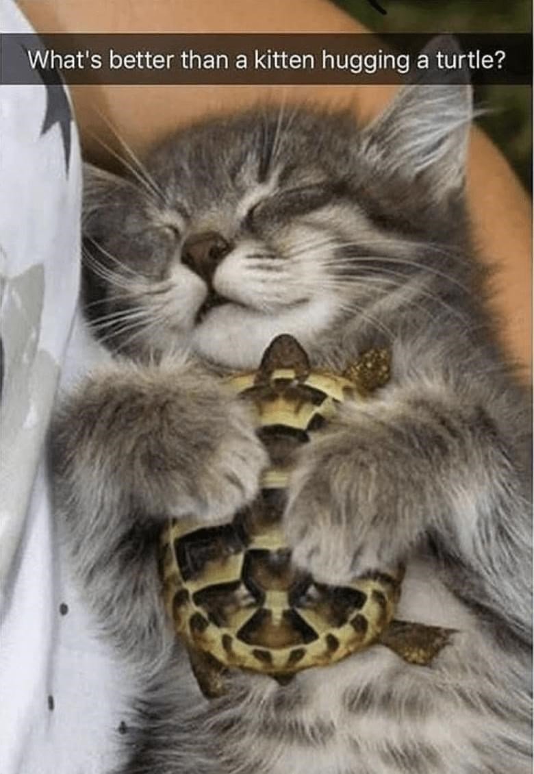 cat-s-better-than-kitten-hugging-turtle