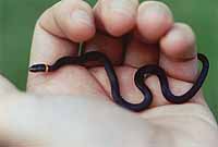 Diadophis_punctatus_punctatus_1b,_Tallahassee,_200304.jpg