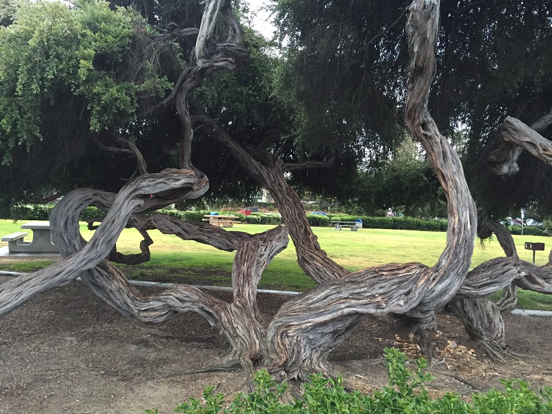 B-Cool-tree-in-La-Jolla.jpg
