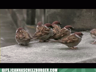 classic-gifs-nothin-like-watching-a-good-fight