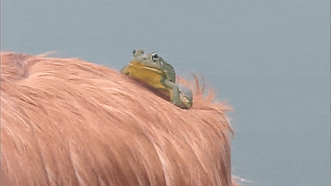 giphy-downsized-large.gif