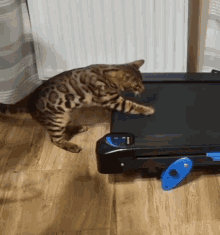cats-cat.gif