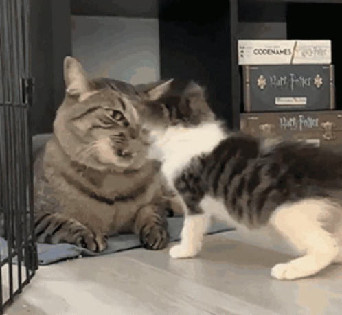 cat-kitty.gif