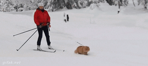 ski-joering.gif