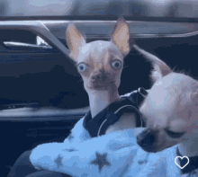 funny-memes-pet-lover.gif