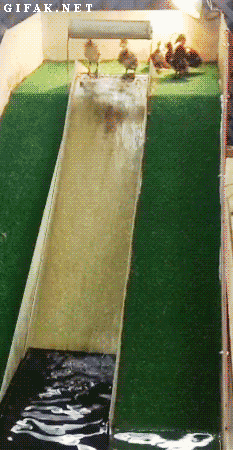 DT.gif