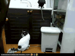 giphy.gif