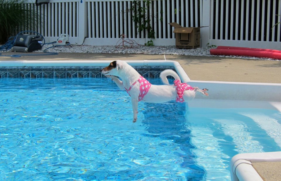 dog-pool.jpg
