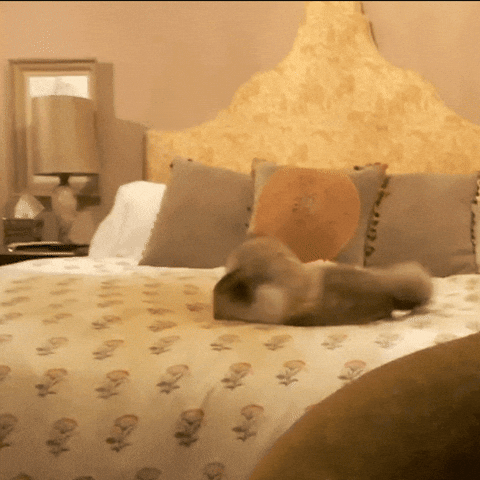 giphy.gif