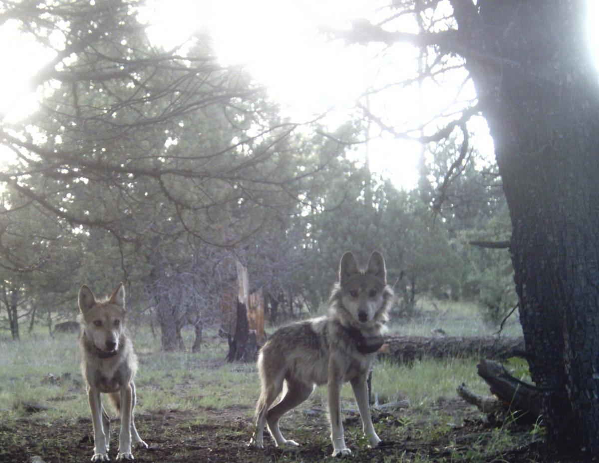 wolves%20released.JPG