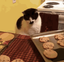 cat-cookies-cookies.gif