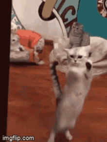 cat-wave.gif