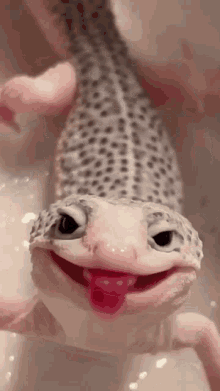 gekko.gif