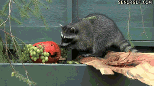 37QV.gif