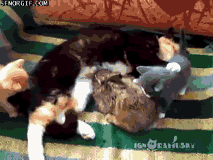 cat-gives-milk-to-a-rabbit