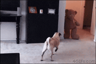 Funny-Dog-Poop-Opt.gif