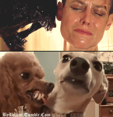 522bcdde4b3c7c12533e3c2a44ae5183.gif
