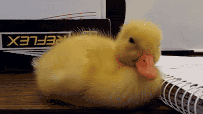 LdQSL2I.gif