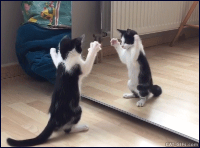cat_in_mirror.gif