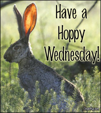 have_a_hoppy_wednesday_jack_rabbit_photo.jpg