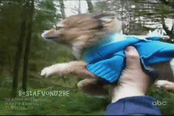 gif-perro39.gif