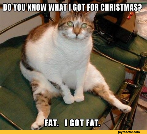 christmas-cat-fat-1004998.png