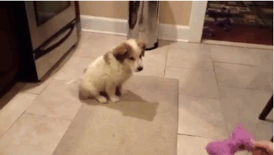 catch-fail-bigger-maybe.gif