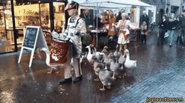 parade-ducks.gif