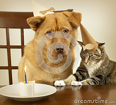 dog-cat-celebrating-birthday-1494779.jpg