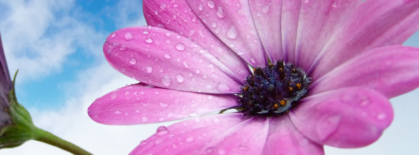 purple_flower_cover_111.jpg