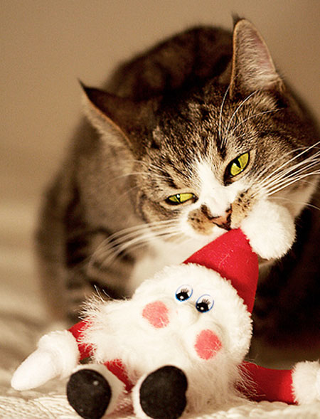 Cute-Christmas-Animals-34.jpg