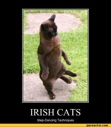 ireland-demotivation-cats-dance-368255.jpeg