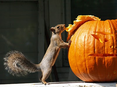 pumpkin+squirrel.jpg