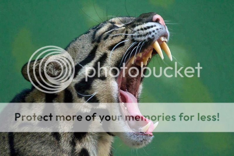 yawning-ocelot_zps401cd155.jpg