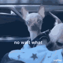meme-funny.gif